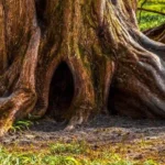 Alberi Monumentali