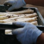 Asparagi bianchi: ecco perchè sono eccellenze del Veneto