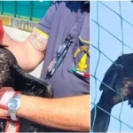 Cormorano liberato dai vigili del fuoco