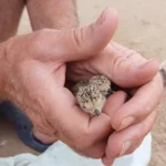 due splendidi pulcini di Fratino