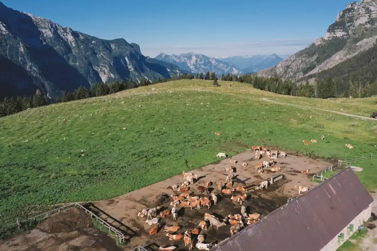 progetto Dairy+