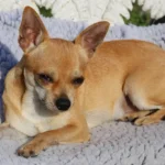 pitbull sfugge al controllo e uccide un chihuahua nel giardino di una casa