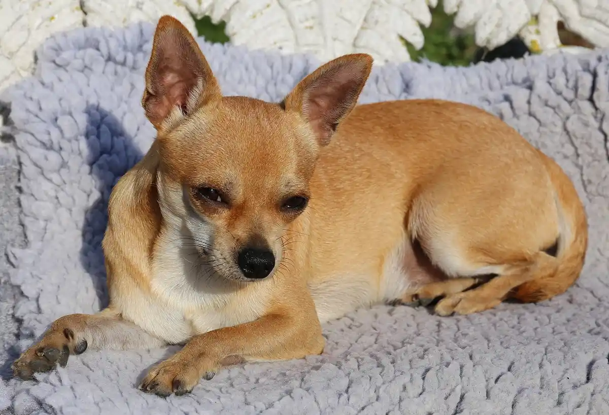 pitbull sfugge al controllo e uccide un chihuahua nel giardino di una casa