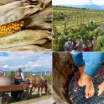 Vendemmia Didattica e Pannocchiata da Gelindo dei Magredi