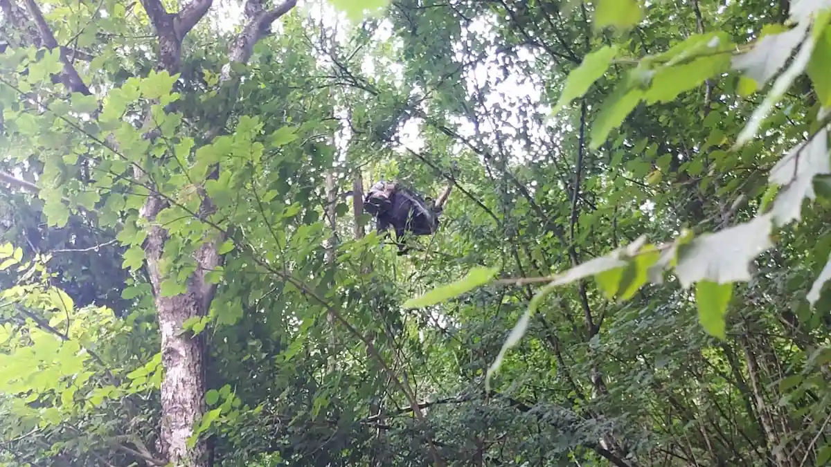 cade con il parapendio e rimane appeso su un albero