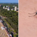 Virus West Nile, nuovo caso a Lignano