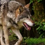 proiettili di gomma contro i lupi troppo "confidenti"