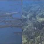 barracuda boccagialla