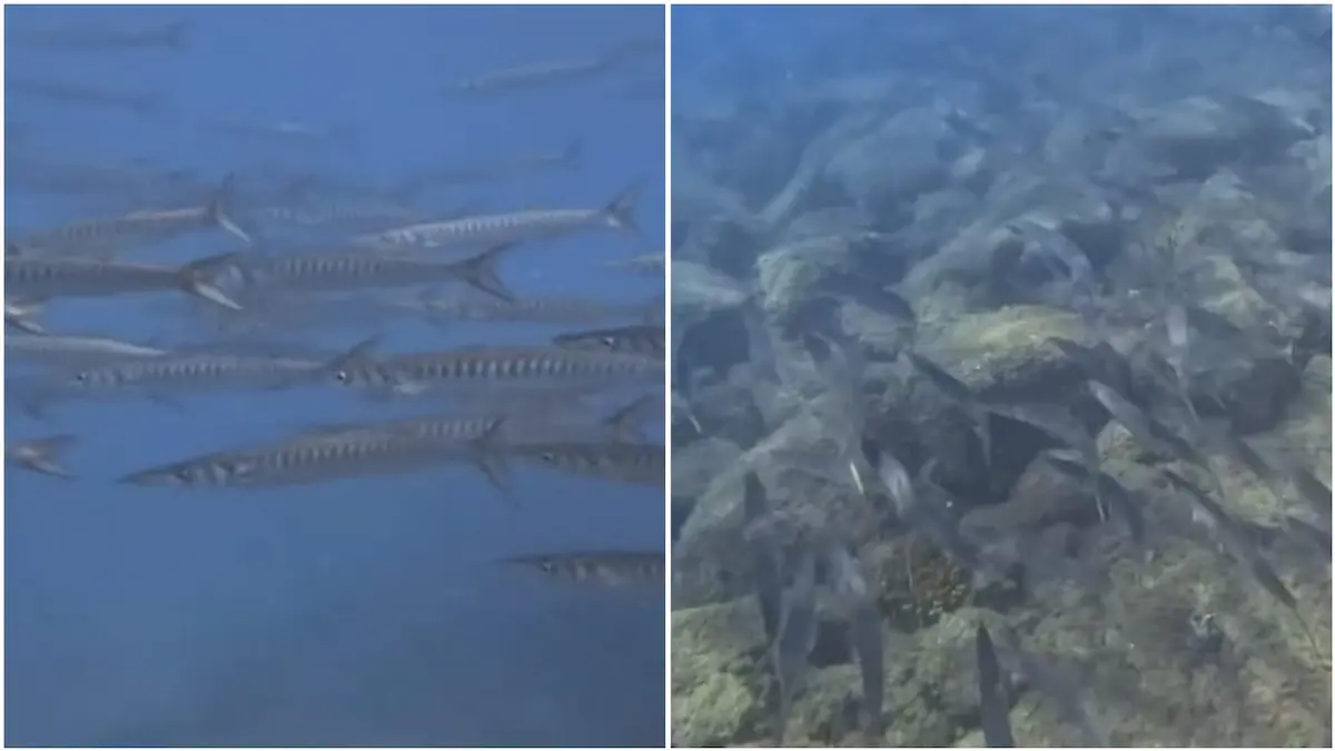 barracuda boccagialla