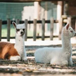nati tre nuovi cuccioli di Alpaca