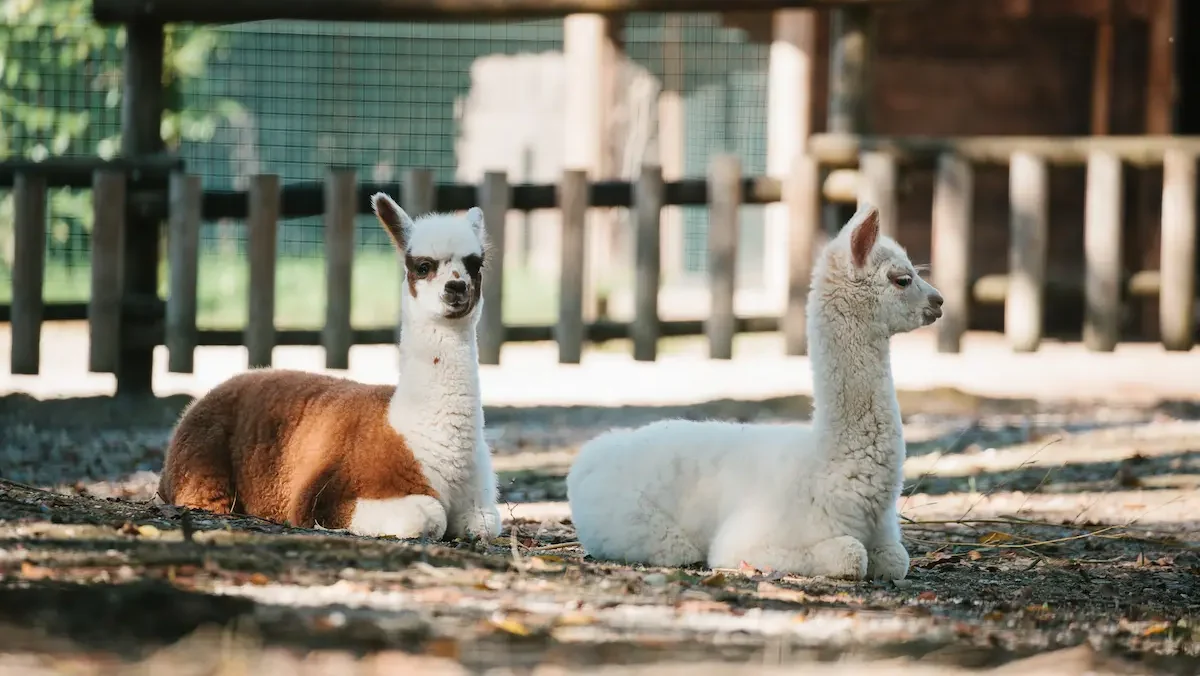 nati tre nuovi cuccioli di Alpaca