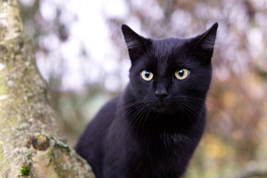 Gatto Nero