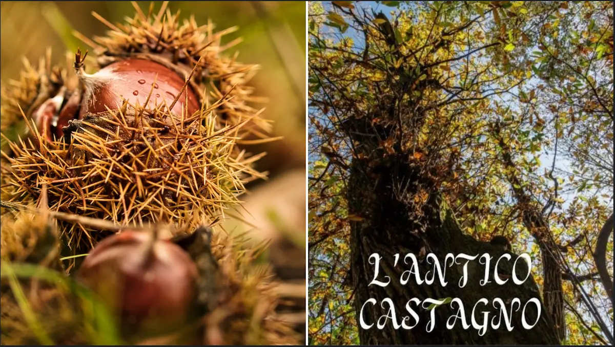 Festa del Castagno Gigante