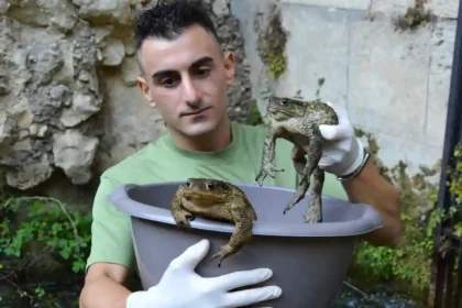 Rospi e fauna selvatica intrappolati dalle infrastrutture