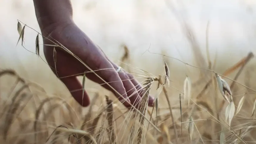 Soluzioni innovative per l'agricoltura