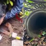 Si infila in un tubo di cemento e rimane intrappolato