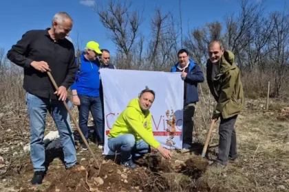 MEDEAZZA DI DUINO AURISINA: 50 NUOVI ALBERI DI ROVELLA