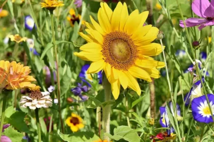 Viale in Fiore 2025