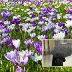 Primavera anticipata a Nord Est