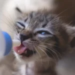 gattini abbandonati
