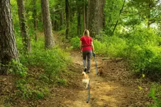 7 passeggiate all’ombra nei boschi